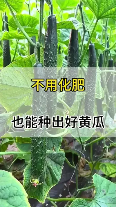 不用化肥也能种出好黄瓜 #黄瓜 #黄瓜种植 #服务三农支持三农 #三农 #抖音助农