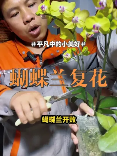 #蝴蝶兰  #盆栽 #兰花 兰花的养份是靠兰菌的多少，教你如何让蝴蝶兰复花