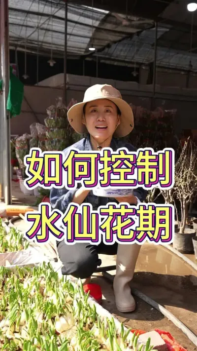 如何控制水仙过年的时候开花#水仙花 #花卉绿植 #花卉 #爱生活爱养花 #水仙