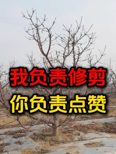 #车厘子大樱桃 #果树管理 #大樱桃修剪 #果树修剪
