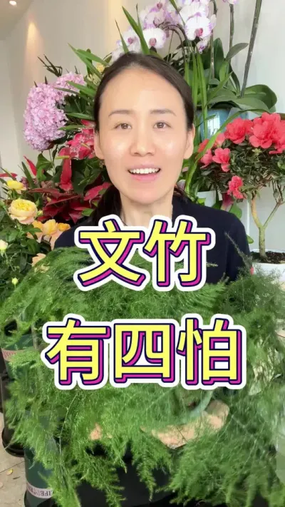 文竹有四怕#花卉绿植 #绿植 #养花小知识 #文竹 #文竹怎么养