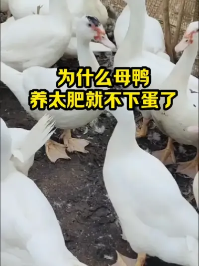 为什么母鸭，养太肥就不下蛋了 #抖音三农#养鸭#养殖