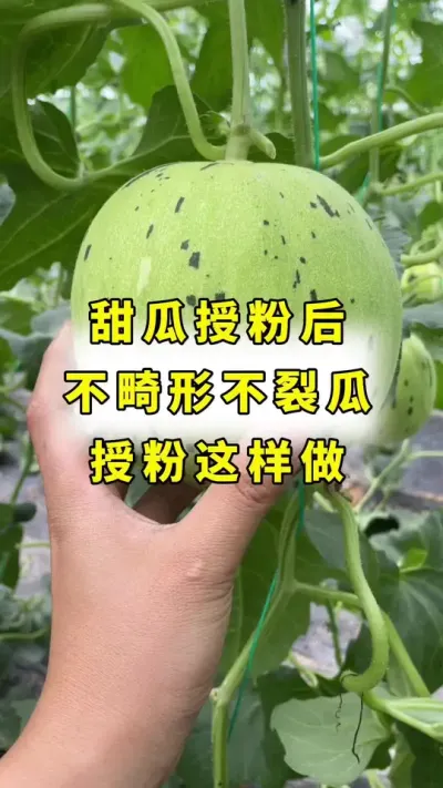 甜瓜裂瓜，畸形，僵果，授粉加良田神话！#甜瓜种植 #农业种植 #甜瓜授粉 #甜瓜裂瓜#良田神话