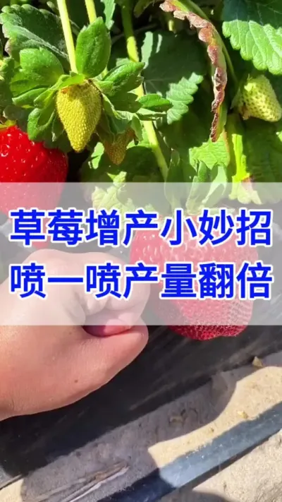#番茄种植 #种植草莓 #种草莓 #草莓种植 #草莓种植基地@巨大星-龙灯水溶肥源头厂家