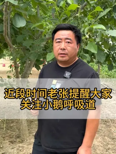 #服务三农支持三农 #每天分享养殖技术和经验 #科学养鹅