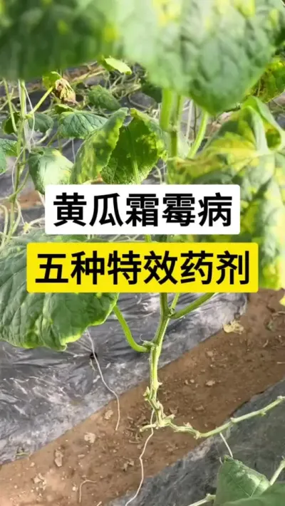 黄瓜霜霉病，五种特效药剂 #黄瓜 #黄瓜种植 #黄瓜种植技术 #黄瓜管理技术 #服务三农支持三农