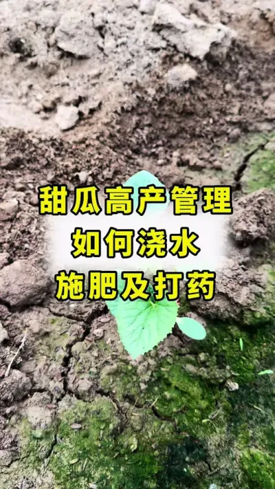 甜瓜浇水，施肥，打药！#甜瓜种植 #甜瓜种植技术 #农业种植 #传播农业小知识 #分享农业知识帮农民增产增收
