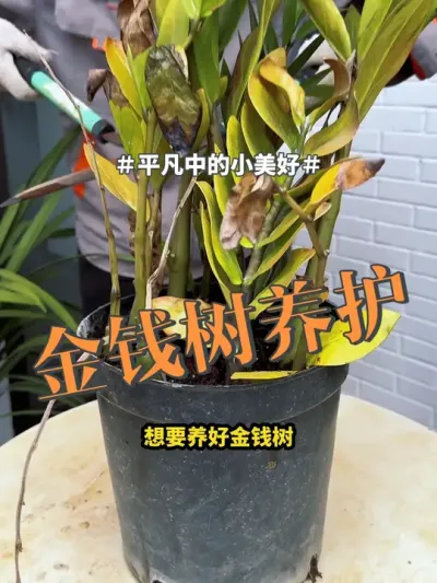 #花卉绿植 #金钱树 #盆栽 金钱树养护，总共分这4步