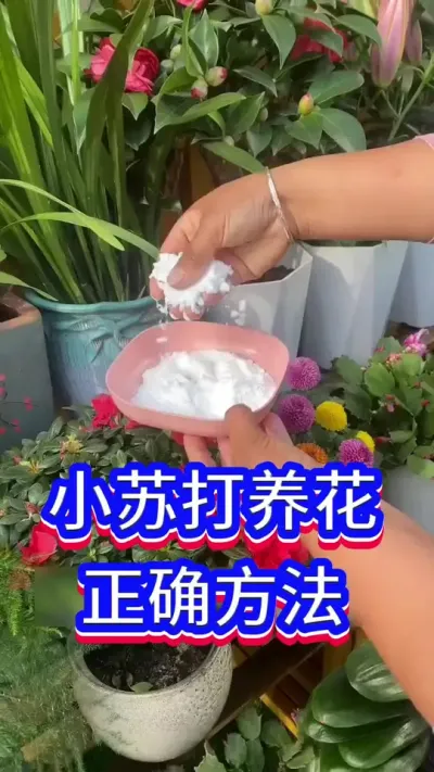 小苏打，正确养花方法#英子园艺 #花卉绿植 #养花小知识
