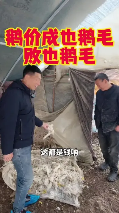 这鹅价成也鹅毛，败也鹅毛，如今鹅毛价掉了快一半了。#养鹅 #鹅苗 #狮头鹅 #养鹅技术#科学养鹅