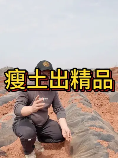 种红薯，土壤瘦一点其实红薯品质更容易把控#农业种植 #红薯种植 #红薯种植技术 #节点施肥 #农业技术推广