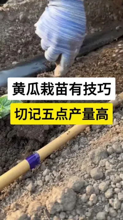 黄瓜栽苗有技巧，切记五点产量高 #黄瓜 #黄瓜种植技术 #黄瓜管理技术 #黄瓜高产技术 #农业种植技术