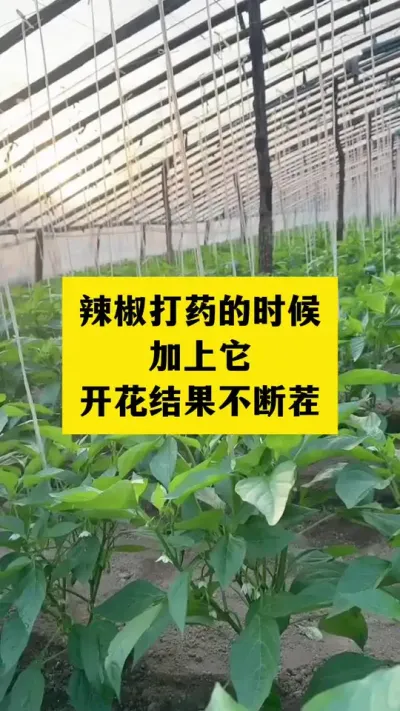 打药的时候加上它，开花结果不断茬#分享农业知识帮农民增产增收 #抖音助农 #三农