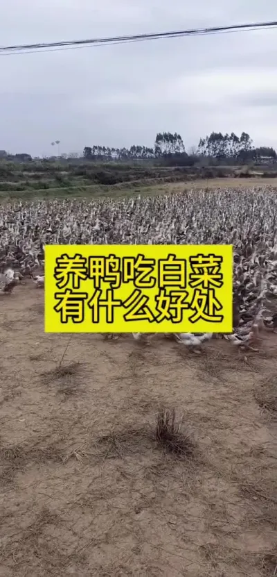 #肉鸭养殖 #养鸭人 #养鸭技术 #禽病防治 #养殖
