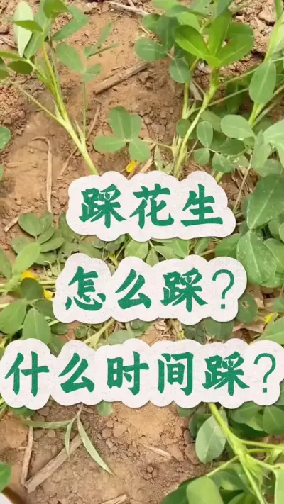 踩花生什么时间踩？怎么踩？有哪些注意事项？#花生种植 #花生高产 #种花生 #花生高产种植 #花生种植管理技术