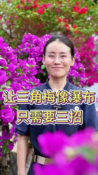 让三角梅像瀑布只需要三招#三角梅 #三角梅养护 #养花小知识 #养花人的乐趣 #花卉绿植