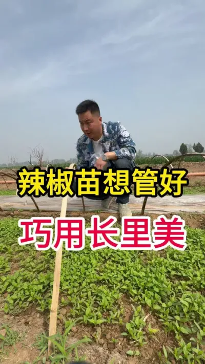 辣椒育苗技术#辣椒种植 #种苗培育 #关注我每天分享种植知识 #抖音助农 #辣椒种植技术
