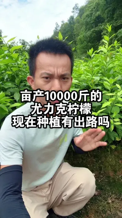 亩产万斤的尤力克柠檬，现在种植还有出路吗？ #香水柠檬 #柠檬种植 #尤力克柠檬
