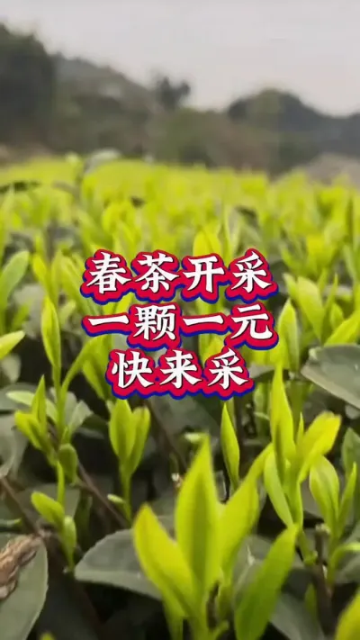 #春茶采摘 #助力三农 #茶农 #茶树种植技术与管理 这茶排场不