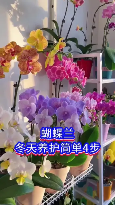 蝴蝶兰养护的方法#英子园艺 #蝴蝶兰 #养花小知识