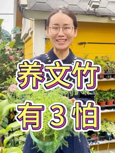 养文竹有3怕#文竹怎么养 #花卉绿植 #种植小技巧 #文竹盆景养护技巧 #养花小知识