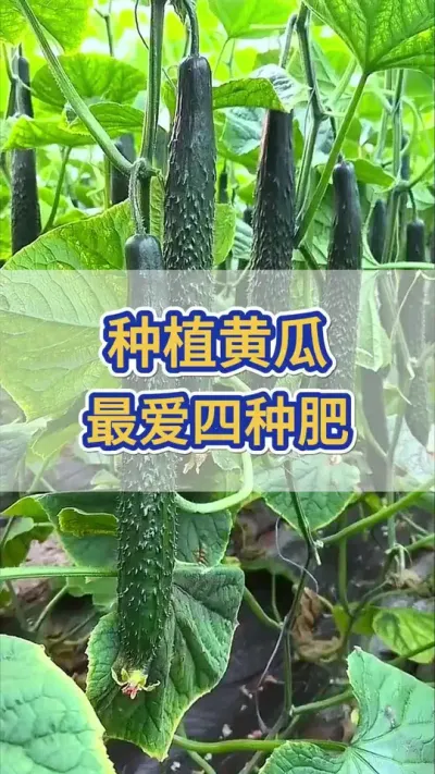 种黄瓜，最爱的四种肥 #黄瓜 #黄瓜种植 #黄瓜高产种植 #服务三农支持三农 #三农