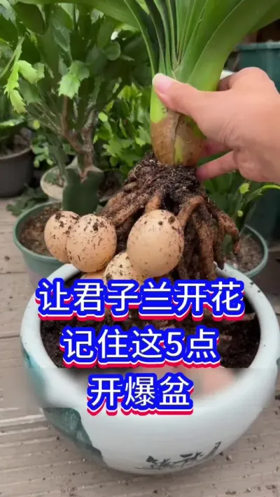 君子兰开花的5个条件#君子兰 #养花小知识 #英子园艺