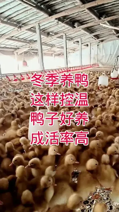 #肉鸭养殖 冬季养鸭 这样控温 鸭子好养 成活率高 #鸭子 #养殖技术 #养殖 #养殖技术交流