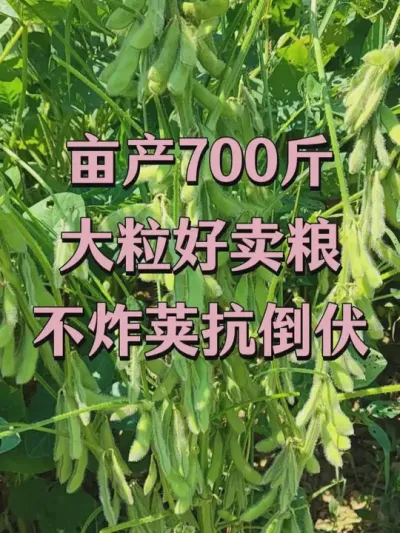 国审大颗粒抗倒伏，亩产700斤，产量高的惊人！ #服务三农支持三农 #抖音助农 #优质农产品 #田间地头走一走 #产量特别高