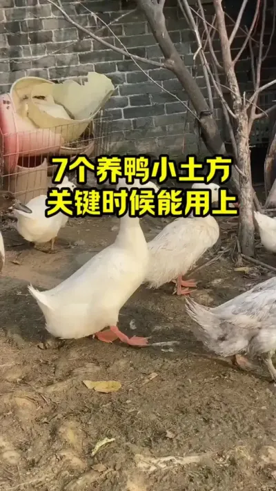 七个养鸭小土方，关键时候用得上#抖音三农#养殖#养鸭