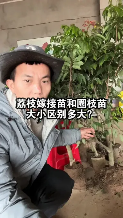 培育3年的荔枝嫁接苗和2年的荔枝圈枝苗，大小差别有多大？ #果苗供应 #桂味荔枝 #妃子笑荔枝