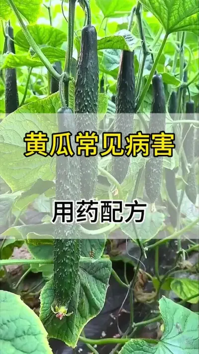 黄瓜常见病害用药配方#黄瓜 #黄瓜种植 #黄瓜高产种植 #服务三农支持三农 #三农