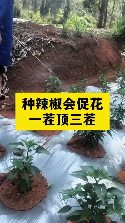 辣椒懂促花，一茬顶三茬 #辣椒种植 #分享农业知识帮农产增收 #辣椒高产