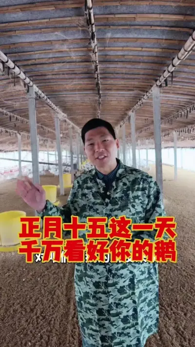正月十五这一天，千万看好咱的鹅，一定不能忽视这一点！#科学养鹅 #养鹅技术分享 #养鹅  #三农养殖 #狮头鹅养殖