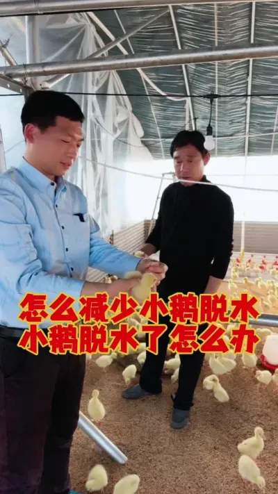 如何减少小鹅干脚脱水？小鹅脱水了该怎么处理！#鹅苗 #养鹅 #养鹅技术 #狮头鹅 #科学养鹅