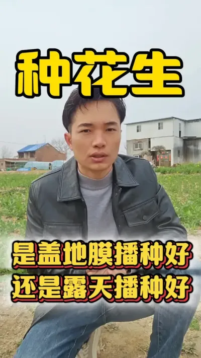 花生是盖地膜种植好还是露天种植好？应该怎样施底肥才能高产大丰收？#花生种植 #花生高产 #花生高产种植 #花生种植技术 #花生种植管理技术