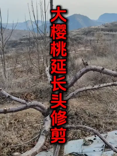 农业简单化#大樱桃种植管理 #大樱桃修剪 #车厘子大樱桃 #果园管理 #大樱桃树修剪