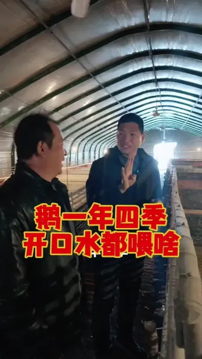 鹅一年四季，喂的开口水都不一样。你喂对了吗？#科学养鹅 #养鹅技术分享 #养鹅人 #三农养殖 #狮头鹅养殖