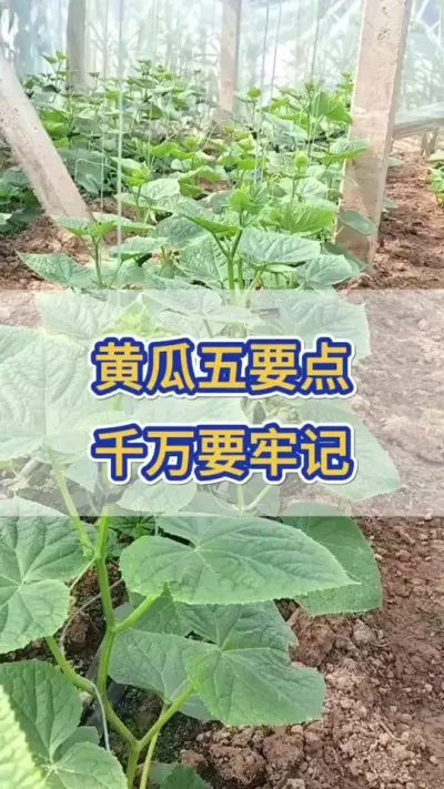 黄瓜五要点，千万要牢记 #黄瓜 #黄瓜种植 #黄瓜高产种植 #黄瓜种植与管理 #三农