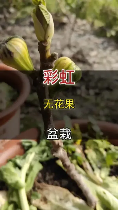 彩虹无花果盆栽#无花果#家庭种植