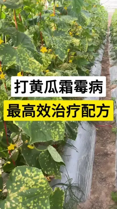 打黄瓜霜霉病，最高效治疗配方 #黄瓜种植 #黄瓜种植与管理 #霜霉病 #防治病虫害 #农业种植技术