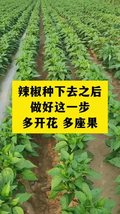 辣椒种下去之后做好这一步管理，多开花多座果#分享农业知识帮农民增产增收 #三农 #农业种植技术