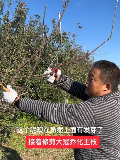 #新农人计划2024 #病虫害防治 #农业技术推广 #果树管理技术 #来抖音学农技