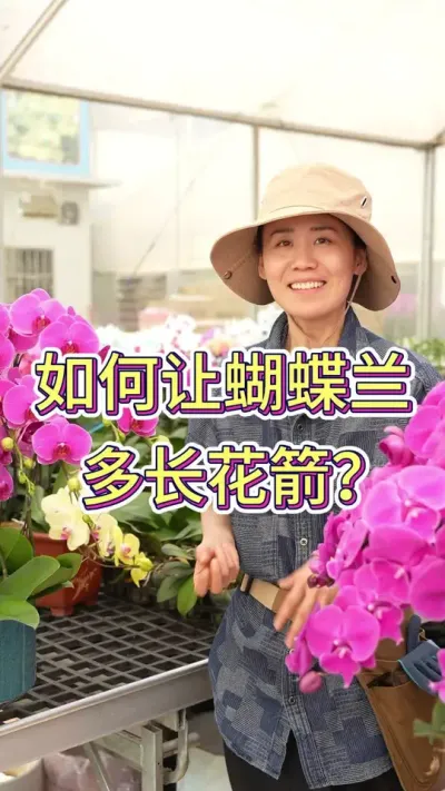 蝴蝶兰怎么才能多长花箭#花卉绿植 #花卉 #蝴蝶兰 #蝴蝶兰养护法 #年宵花