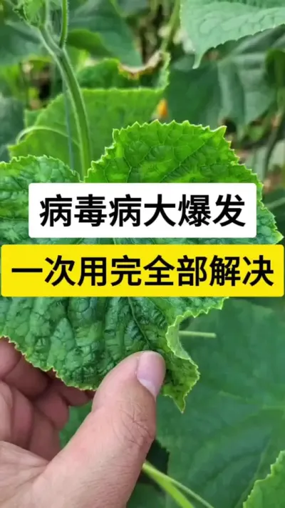 病毒病大爆发，一次用完全部解决 #黄瓜 #黄瓜种植技术 #病毒病 #病虫害防治  #服务三农支持三农
