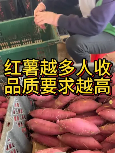 红薯越来越拼质量了#农业种植 #红薯种植 #红薯种植技术 #三农 #红薯🍠