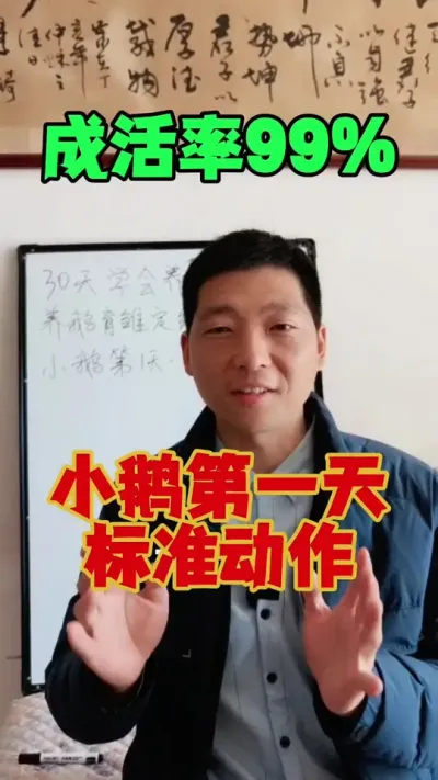 小鹅到家第一天，标准动作。做好了成活率99%#养鹅 #鹅苗 #狮头鹅 #养鹅技术 #科学养鹅