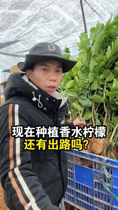 广东香水柠檬涨到10元1斤，现在种植还有出路吗？ #果苗供应 #香水柠檬 #广东香水柠檬