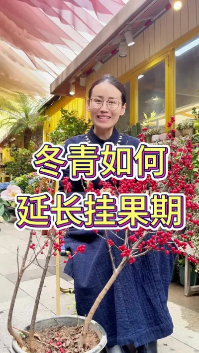 冬青如何延长挂果期#冬青 #养花小知识 #养花我是认真的 #冬青怎么养 #种植小技巧