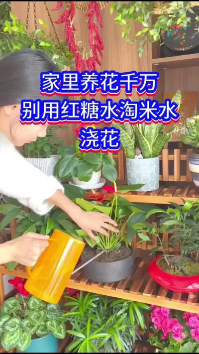 家里养花不要乱浇水#养花小知识 #英子园艺 #爱生活爱养花